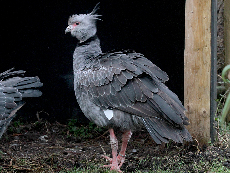 Southern Screamer